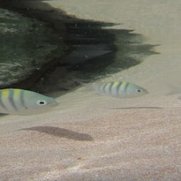 Fernando de Noronha, paraíso brasileiro