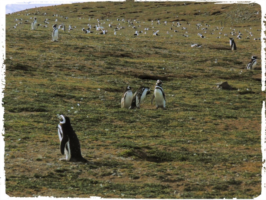Isla Pinguins