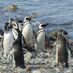 Isla Magdalena – Punta Arenas – Patagônia